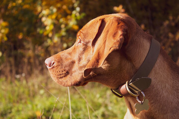 Portrait of a Hungarian vizsla on a sunny autumn day in the field. The head of the dog is large. Hungarian Pointing Dog