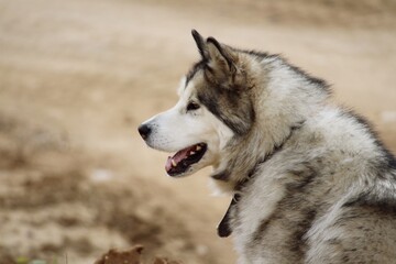 Portrait of a large, contented dog on a walk on a sunny day. Alaskan Malamute.