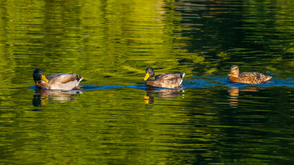 Two drakes and duck female swimming on the beautiful green water surface of lake