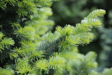 Spruce branch. Beautiful branch of spruce with needles. Christmas tree in nature. Green spruce....