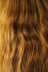 Fototapeta premium Long natural wavy brown hair. Back view.