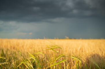 Wheat against the background of the thunderstorm sky. Selective focus