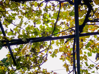 Background with vine branches and illuminations
