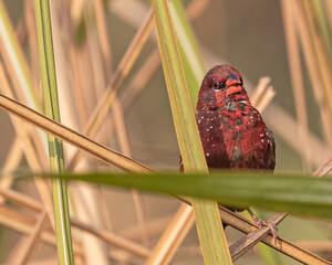 Red Avadavat sitting on long grass