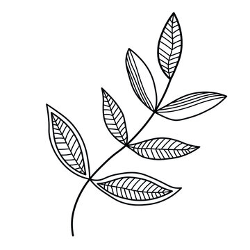 Floral graphic element vector. Leaf, a part of plant, hand drawn illustration. Clipart for design.
