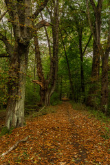 Autumn riparian forest and path in central Bohemia
