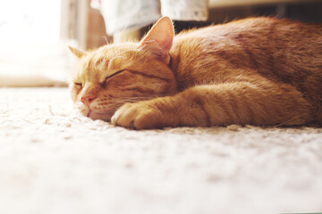 Cute ginger tabby cat sleeping on a carpet lit by sunlight