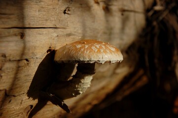 mushroom in the forest