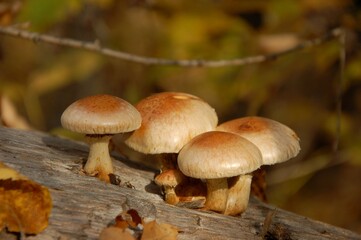 mushrooms in the woods