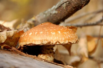 mushroom in the forest