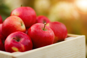 A full box of fresh red organic apples in close-up in the autumn garden. The concept of harvesting. side view