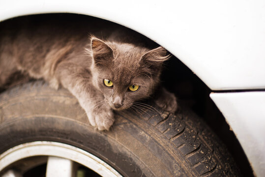 Small gray fluffy homeless kitten hiding or basking under a wing on a car wheel