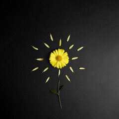 Yellow flower on black background. Cool and trendy. Yellow petal.