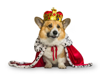 cute corgi dog in red emperor robe and golden crown on white isolated background