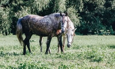 Horses
