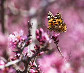 schmetterling auf blume 