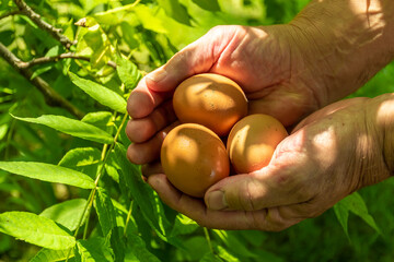 hands holding a eggs