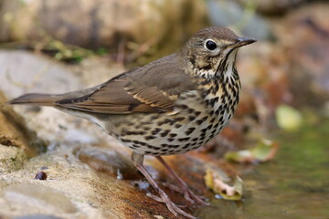 grive musicienne buvant &agrave; la mare