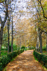 Autumn landscape with orange, brown and yellow colors in the branches of the trees and by the path full of leaves in Parque del Retiro in Madrid, in Spain. Europe. Vertical photography.