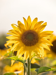 Obraz premium sunflowers on the field in sunshine