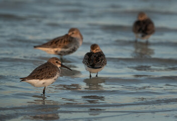 Dunlins resting at Busaiteen coast, Bahrain
