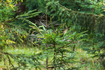 Green spruce tree branches in the forest.