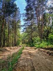 path in the forest
