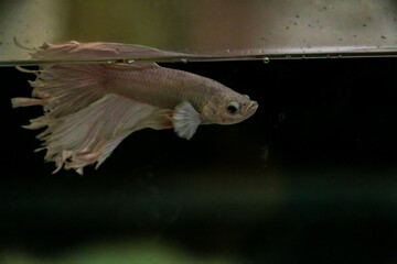 Albino Betta fish, also known as fighting fish, scientifically called Betta splendens.