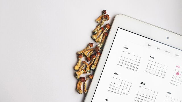 Microdosing planner. Dried psilocybin mushrooms Golden Teacher with digital calendar on white background. Psychedelic Psilocybe Cubensis mushrooms. Medical use.
