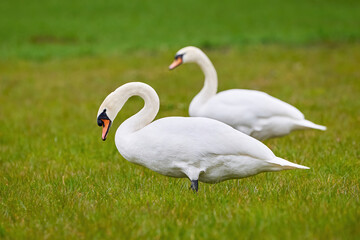 Mute swans male and female on a meadow (Cygnus olor)