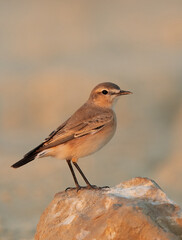 Isabelline Wheatear perched on limestone rock, Bahrain