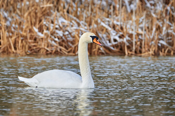 Mute swan in the winter season (Cygnus olor)