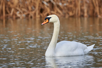Mute swan close-up (Cygnus olor)