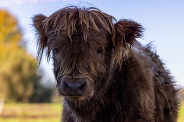 Fototapeta premium Galloway Rind