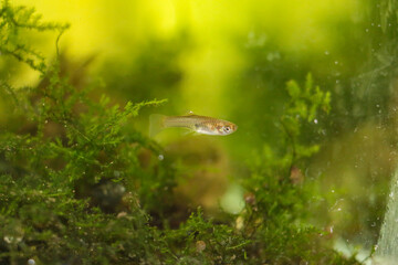 Small guppy fish in a fish tank Scientifically named ornamental fish Poecilia reticulata