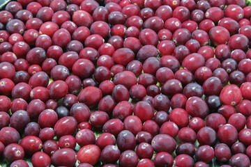 Red cranberry. Cranberry background. Food background. Copy space. harvest