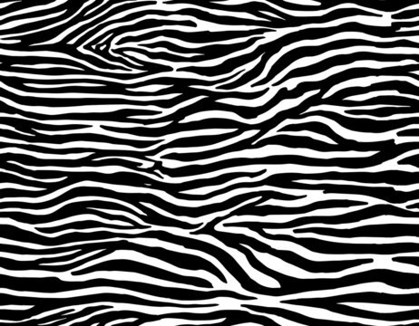 Black White Stripes In The Style Of Fell Zebra. Abstract Striped  Background. Option 2. 3D Rendering Stock Photo, Picture and Royalty Free  Image. Image 108893680.