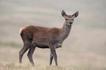 Red Deer Calf (Cervus elaphus) in a field at the edge of a forest
