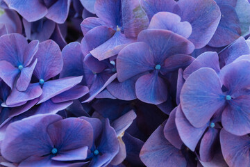 Close up of purple Hydrangea blooming Flower