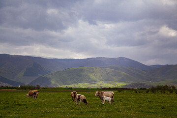 In Boisoara, a village in Romania
