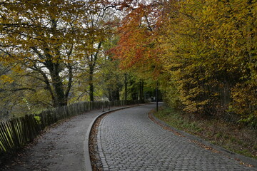 Fototapeta na wymiar Route pavée avec trottoir sous la végétation en automne de la forêt de Soignes au site de l'abbaye du Rouge-Cloître à Auderghem