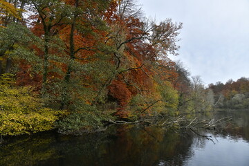 Feuillage des arbres en automne en fin de journée le long du Grand Etang de Lange Gracht en pleine forêt de Soignes à Auderghem 