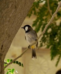 White cheeked bulbul perching on a branch