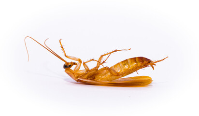 Red cockroach close-up of a macro isolated on white background, insecticide, destruction of insects...