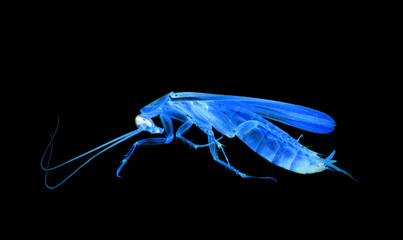 Cockroach closeup macro x-ray isolated on black background, insecticide, killing insects dead