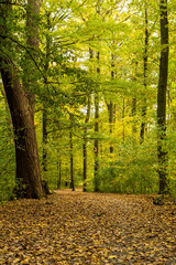 jesień w parku z żółtymi i pomarańczowymi liśćmi © Henryk Niestrój