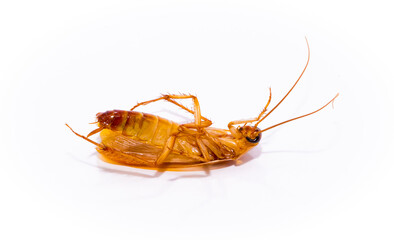 Red cockroach close-up of a macro isolated on white background, insecticide, destruction of insects...