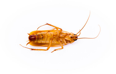 Red cockroach close-up of a macro isolated on white background, insecticide, destruction of insects...