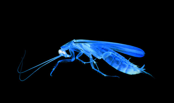 Cockroach closeup macro x-ray isolated on black background, insecticide, killing insects dead