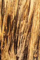 tekstura drewna naturalnego pionowo